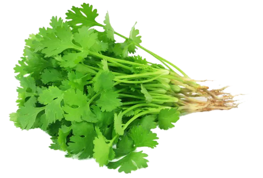 CORIANDER LEAVES "हरा धनिया" (1 गुच्छी)