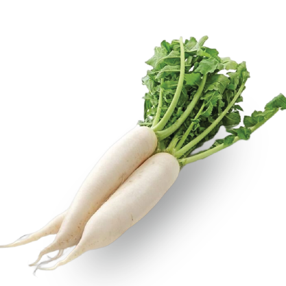RADISH WHITE मूली सफेद  (1KG)
